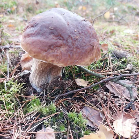 Am Droemling Suedheide - Kurt